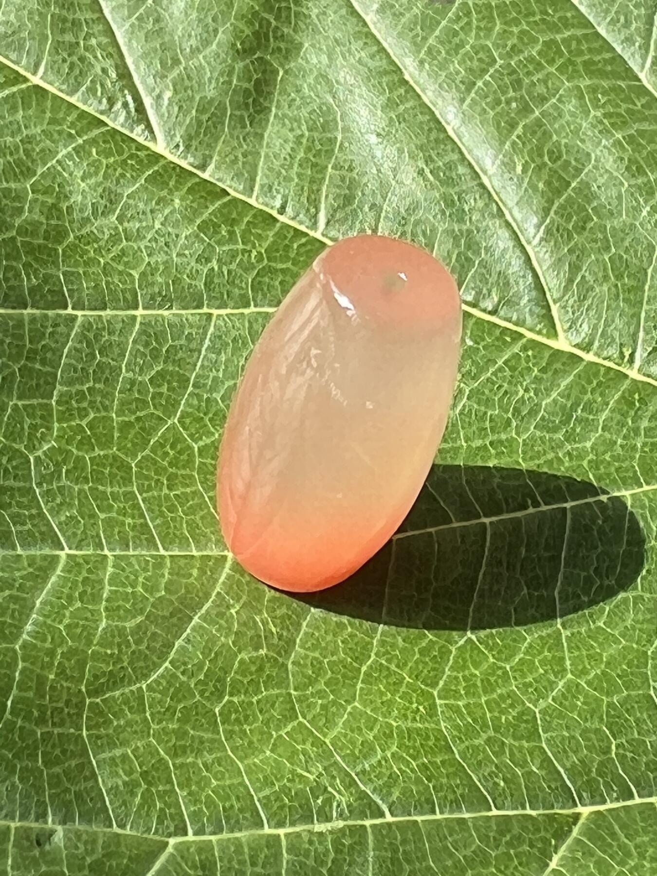 零元拍：南红玛瑙桶珠，约7克，24/18MM，颜色以实物为准。拍到的再送一斤南红鱼缸料，只多不少