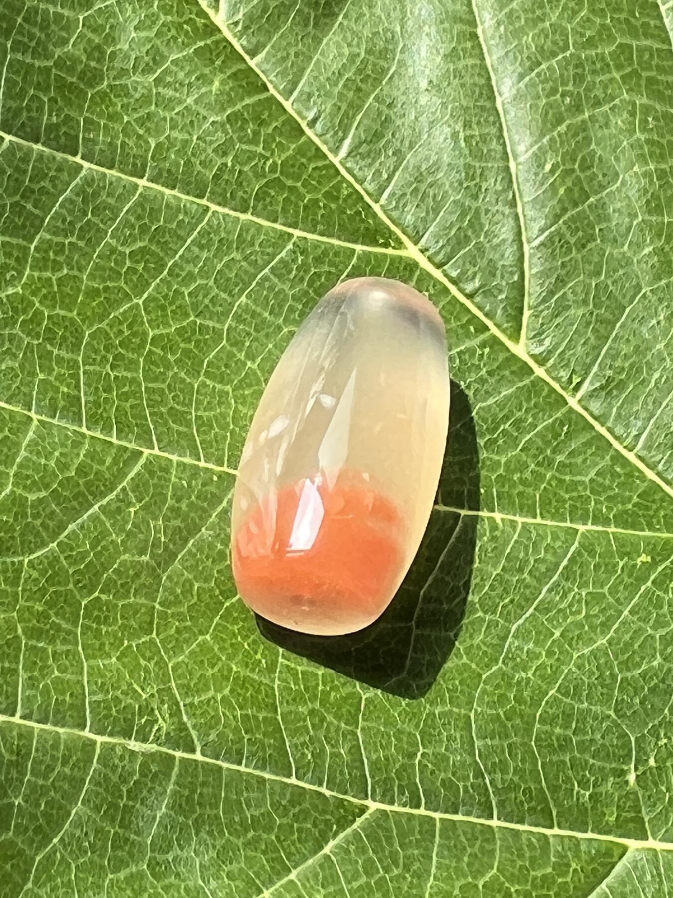 零元拍：南红玛瑙桶珠，约7克，24/18MM，颜色以实物为准。拍到的再送一斤南红鱼缸料，只多不少