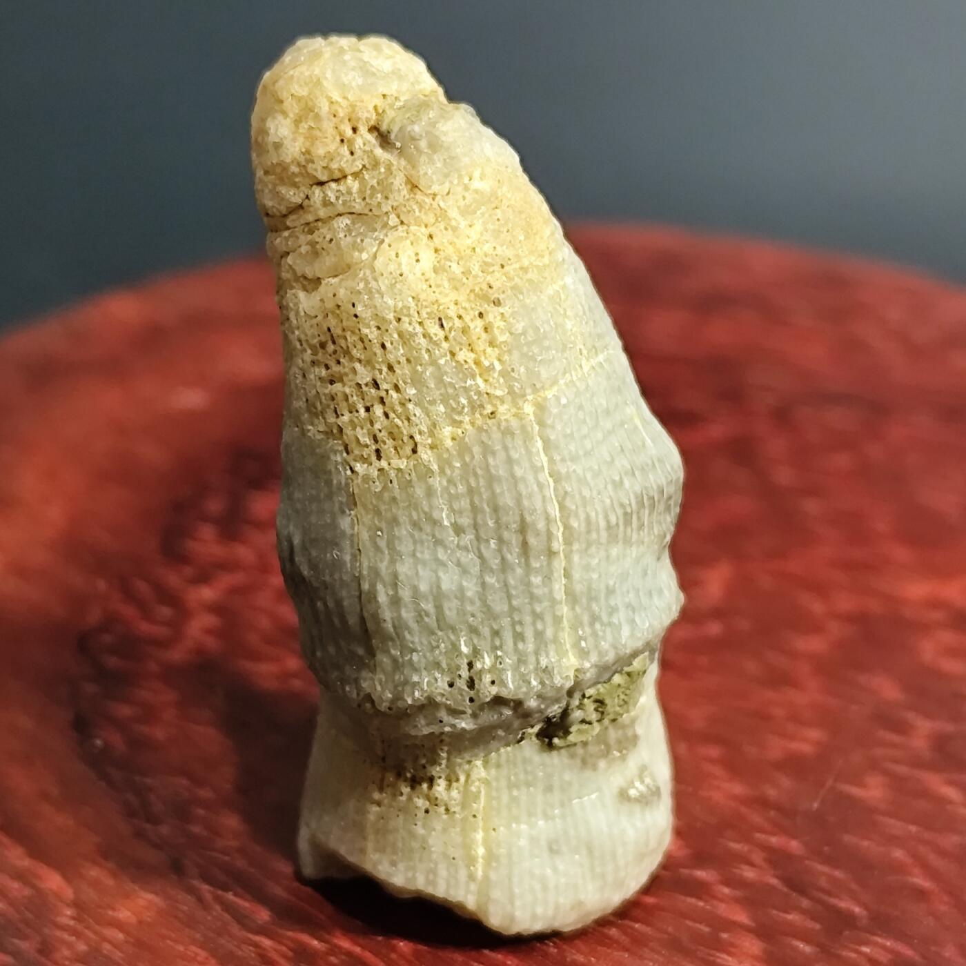 希腊罗马丝路打制币化石【中外钱币放漏】专场！陆小鱼的钱币仓，限时拍卖第075场 精致羊角单体珊瑚化石 玉化程度通透 造型不错 4.5亿年前奥陶纪时期海洋古生物化石标本23.7g