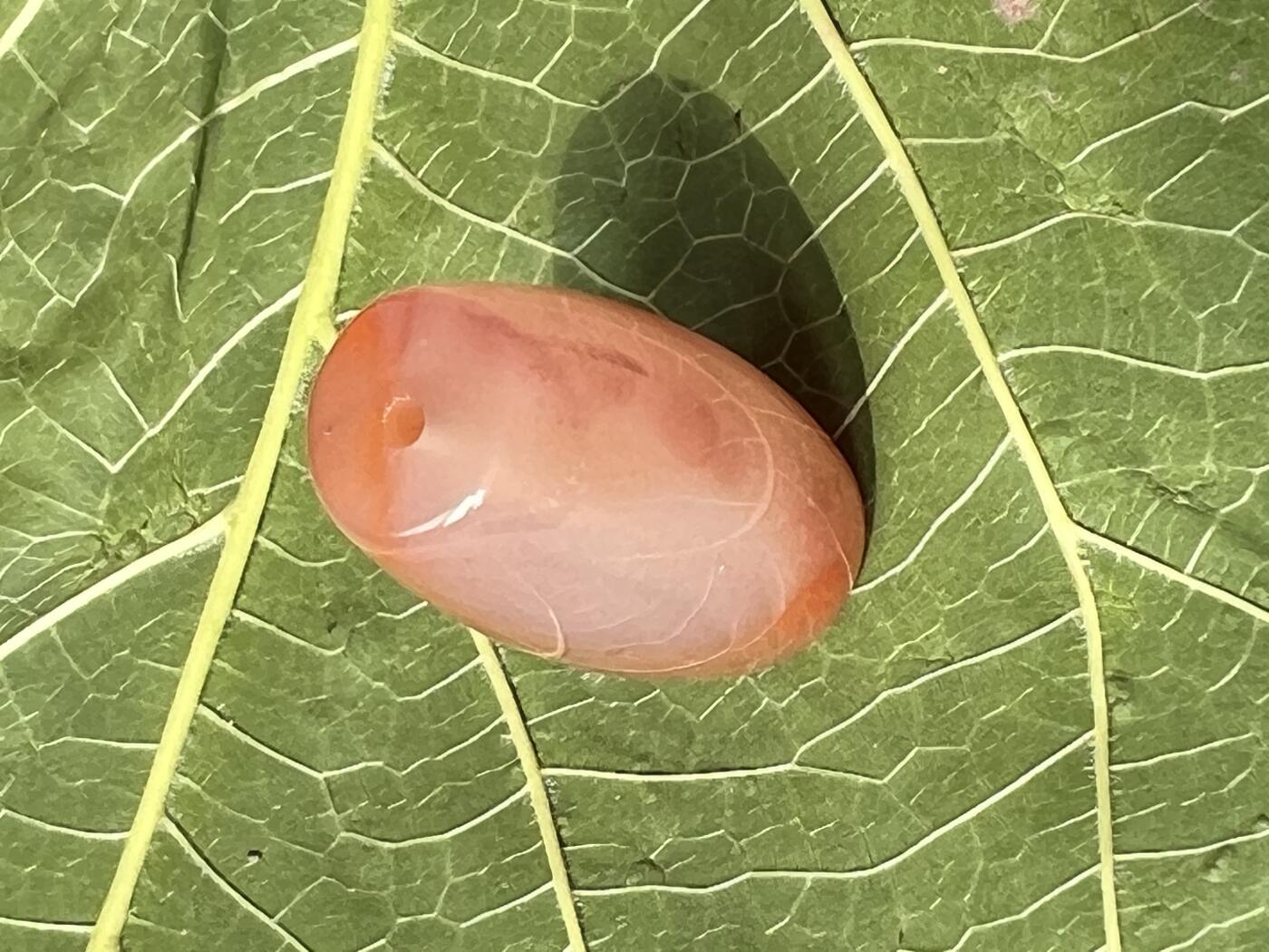 零元拍：南红玛瑙桶珠，约8.3克，25/14MM，颜色以实物为准。拍到的再送一斤南红鱼缸料，只多不少