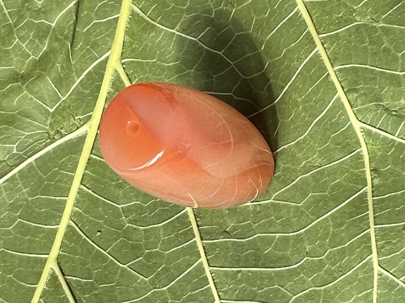 零元拍：南红玛瑙桶珠，约8.3克，25/14MM，颜色以实物为准。拍到的再送一斤南红鱼缸料，只多不少
