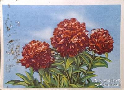↓君缘收藏571期☞钱币邮品↓无佣金、可寄存、满30元包邮  - 苏联明信片，1957年牡丹花彩色明信片