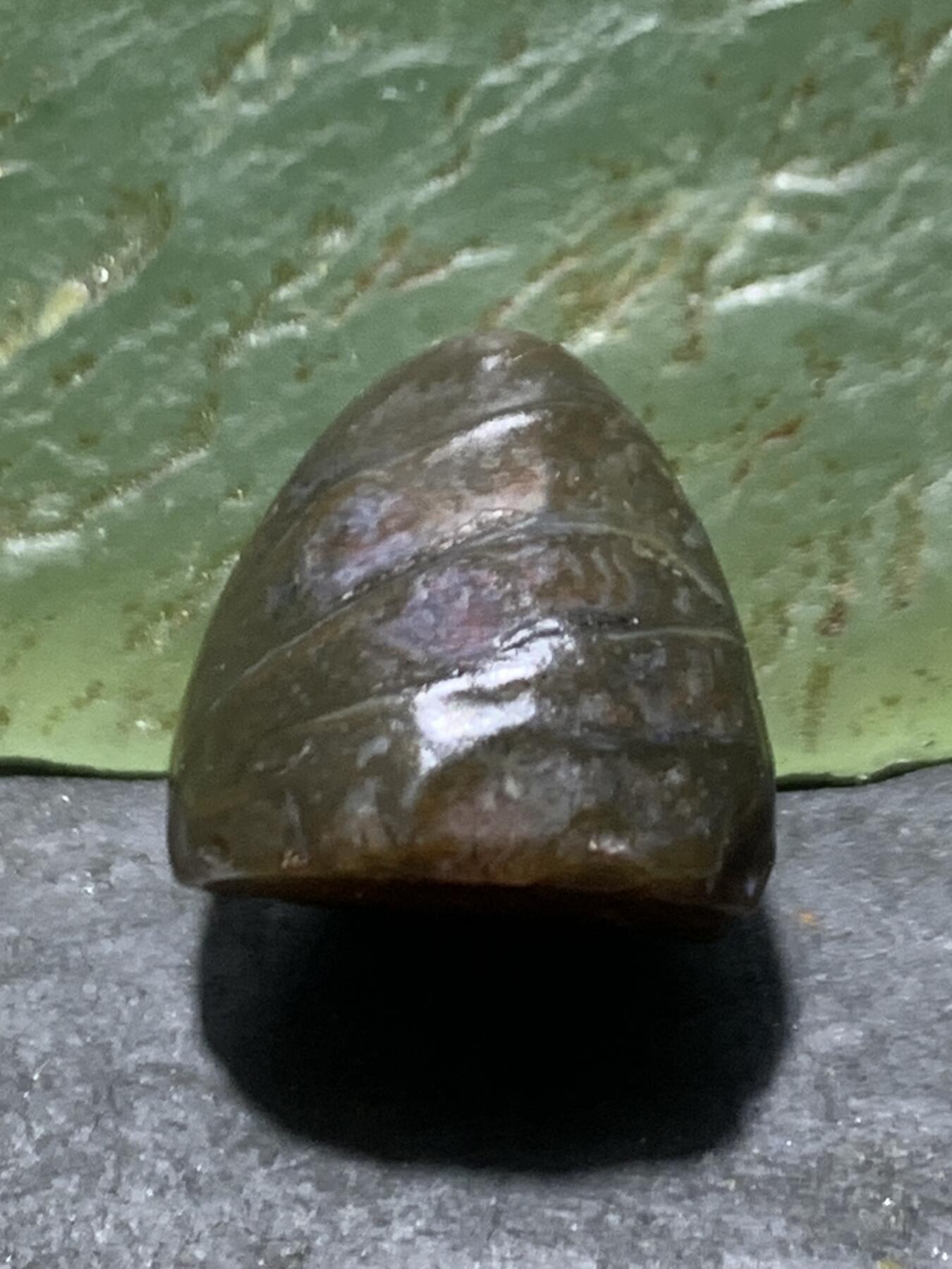 放福利！精美天然阿拉善筋脉石原石戒面一颗，
