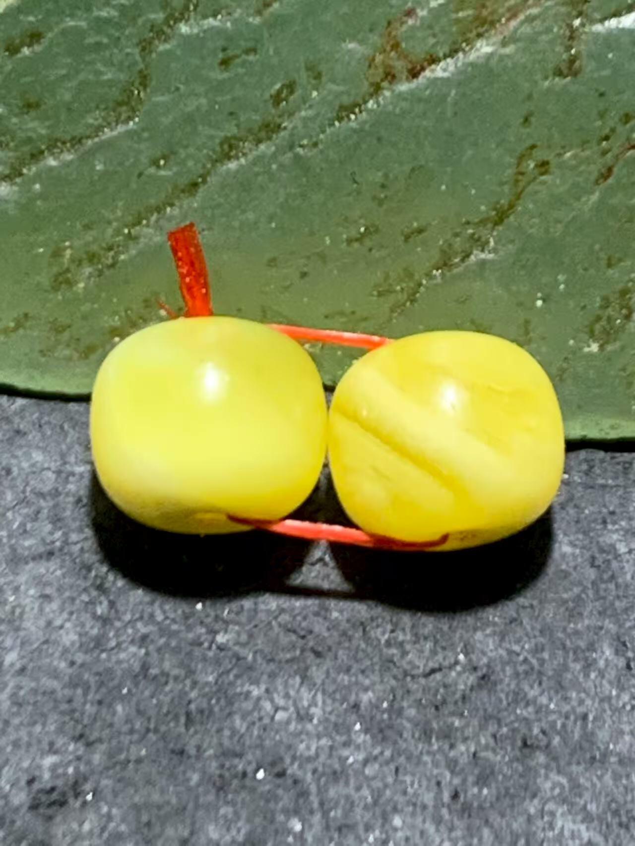 天然俄料原矿蜜蜡小尺寸老形桶珠腰珠两颗，