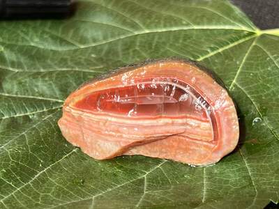 零元拍：南红玛瑙手把石，约58克，包浆缠丝纹，纯天然，独一无二的（天然原石不可避免有瑕疵，裂纹，介意勿拍）因为拍照环境以及光线的变化，颜色以实物为准。成品很美丽，原石亦魅力无穷。 - 零元拍：南红玛瑙手把石，约58克，包浆缠丝纹，纯天然，独一无二的（天然原石不可避免有瑕疵，裂纹，介意勿拍）因为拍照环境以及光线的变化，颜色以实物为准。成品很美丽，原石亦魅力无穷。