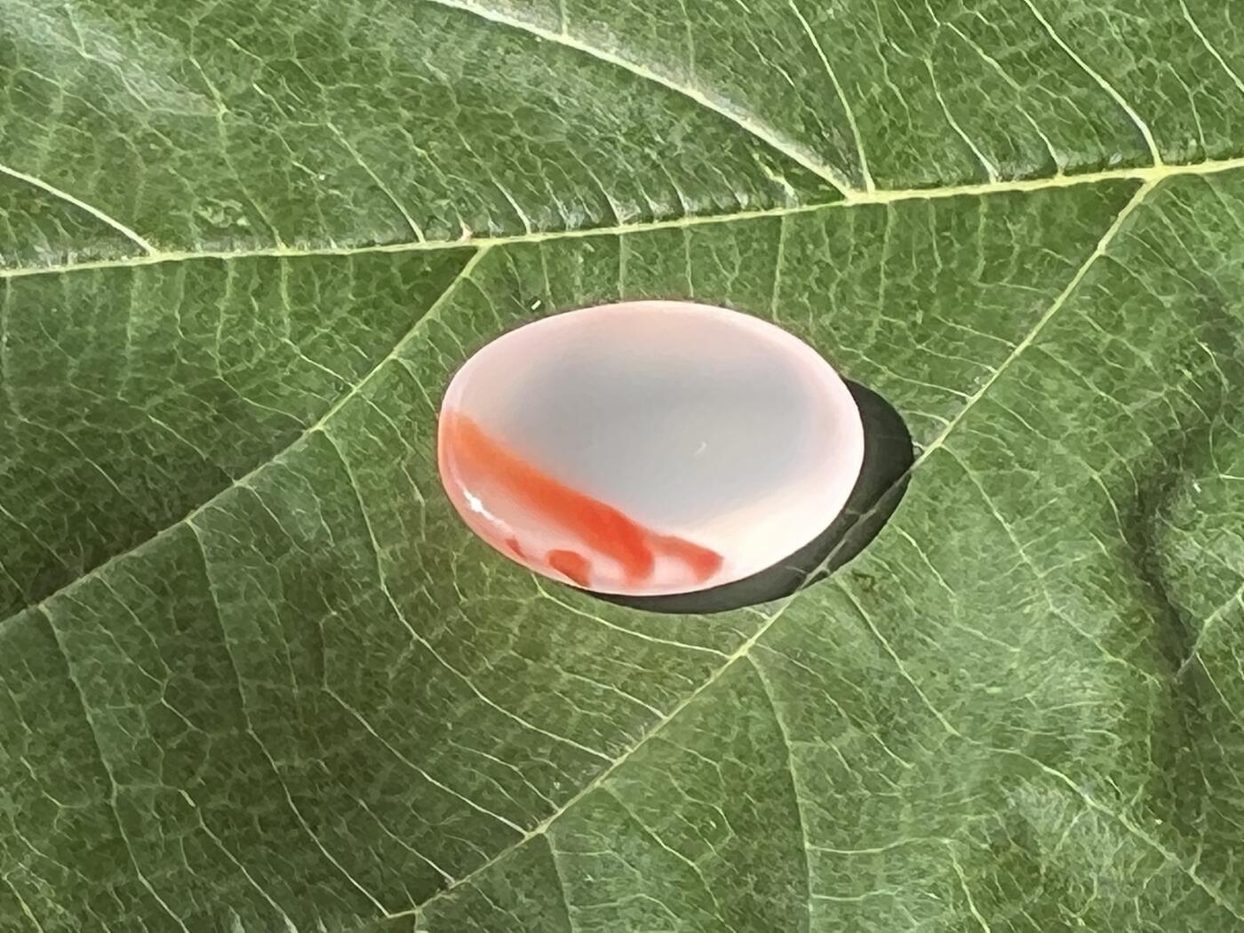 零元拍：南红玛瑙冰飘戒面。尺寸：约2克，17/12.5MM，凉山联合冰飘料，满荧光，红色飘花非常漂亮颜色以实物为准。