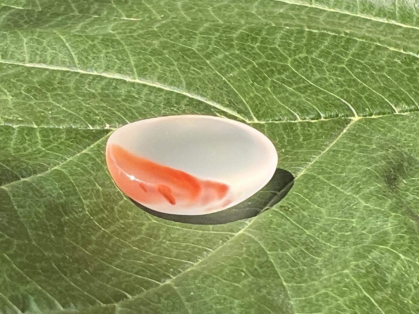 零元拍：南红玛瑙冰飘戒面。尺寸：约2克，17/12.5MM，凉山联合冰飘料，满荧光，红色飘花非常漂亮颜色以实物为准。