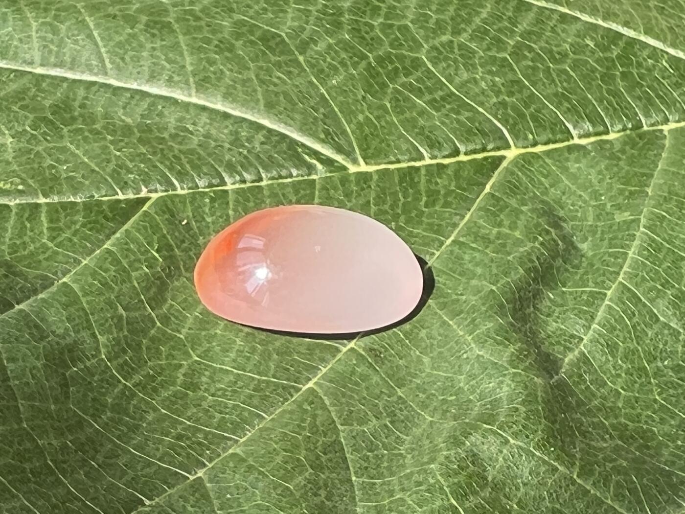 零元拍：南红玛瑙冰飘戒面。尺寸：约2克，17/12.5MM，凉山联合冰飘料，满荧光，红色飘花非常漂亮颜色以实物为准。