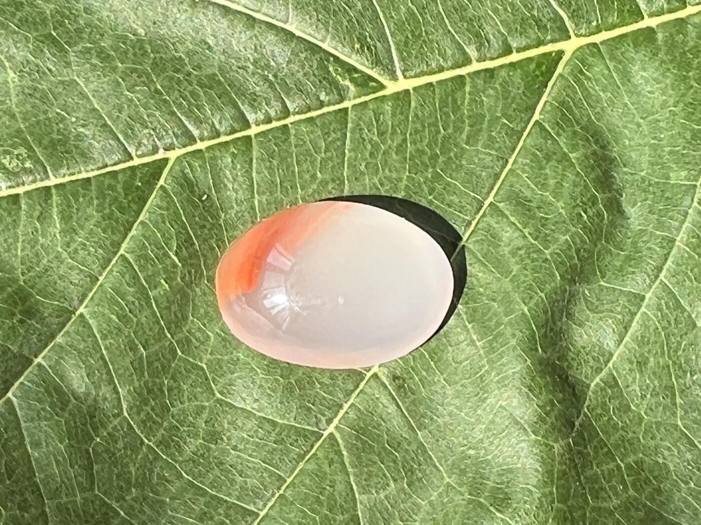 零元拍：南红玛瑙冰飘戒面。尺寸：约2克，17/12.5MM，凉山联合冰飘料，满荧光，红色飘花非常漂亮颜色以实物为准。