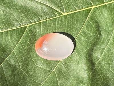 零元拍：南红玛瑙冰飘戒面。尺寸：约2克，17/12.5MM，凉山联合冰飘料，满荧光，红色飘花非常漂亮颜色以实物为准。 - 零元拍：南红玛瑙冰飘戒面。尺寸：约2克，17/12.5MM，凉山联合冰飘料，满荧光，红色飘花非常漂亮颜色以实物为准。
