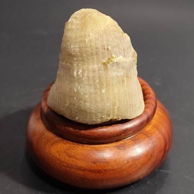希腊罗马丝路打制币化石【中外钱币放漏】专场！陆小鱼的钱币仓，限时拍卖第077场 - 精致羊角单体珊瑚化石 玉化程度通透 造型不错 4.5亿年前奥陶纪时期海洋古生物化石标本34g