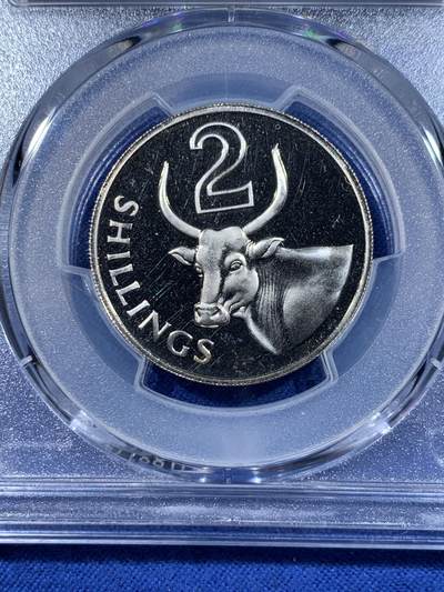 《竞宝斋》第417场 周日，周一，2场连拍 （全场包邮） PCGS PR66CAM 冈比亚1966年2先令瘤牛精制币