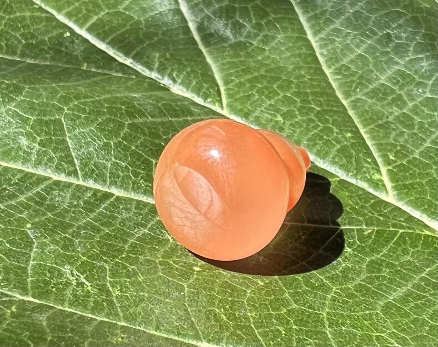 零元拍：漂亮的南红玛瑙葫芦，纯手工，尺寸约：大肚 13，小肚 9，高 20MM，3.6克，因为拍照环境以及光线的变化，颜色以实物为准。