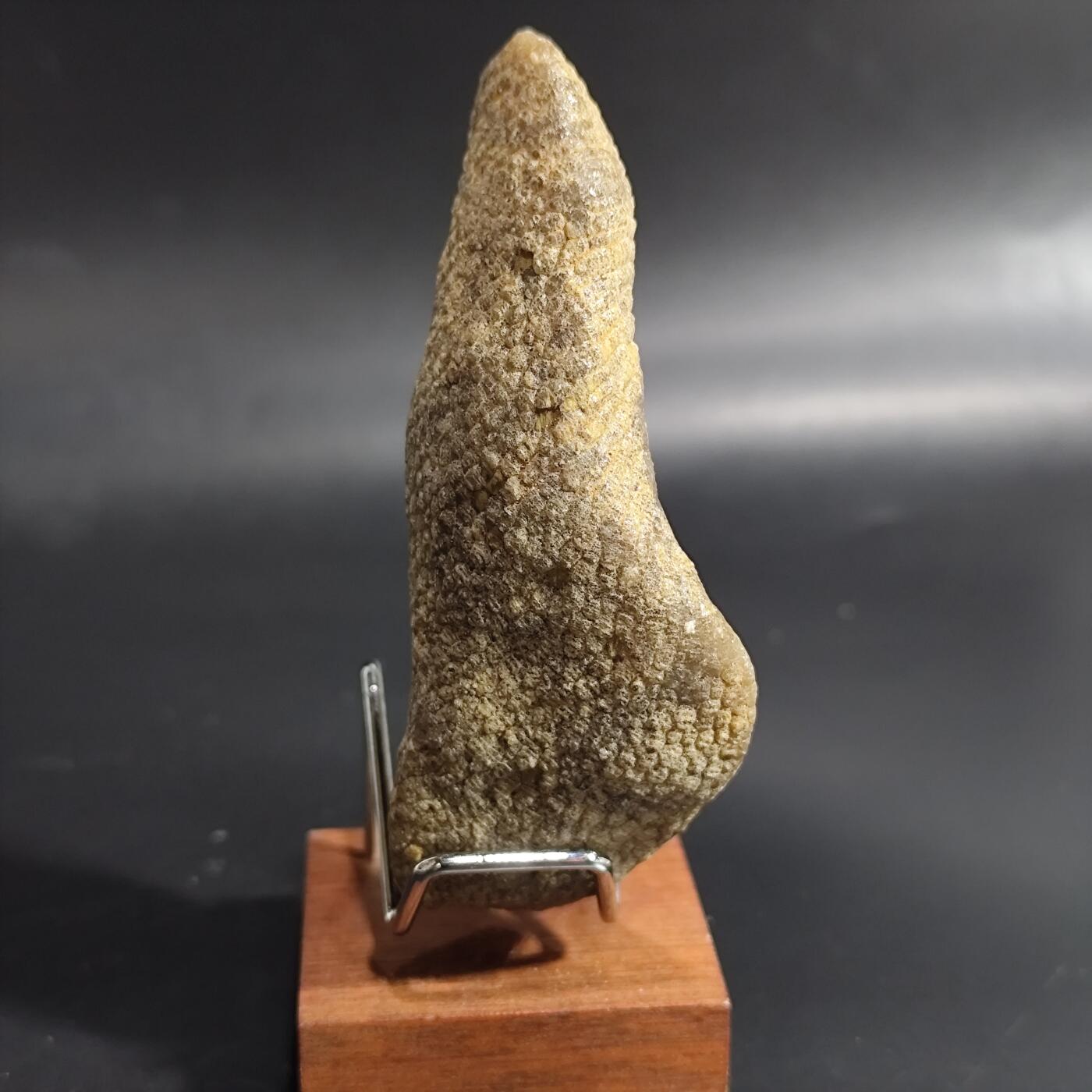 希腊罗马丝路打制币化石【中外钱币放漏】专场！陆小鱼的钱币仓，限时拍卖第078场 4.5亿年前奥陶纪时期 化石141g