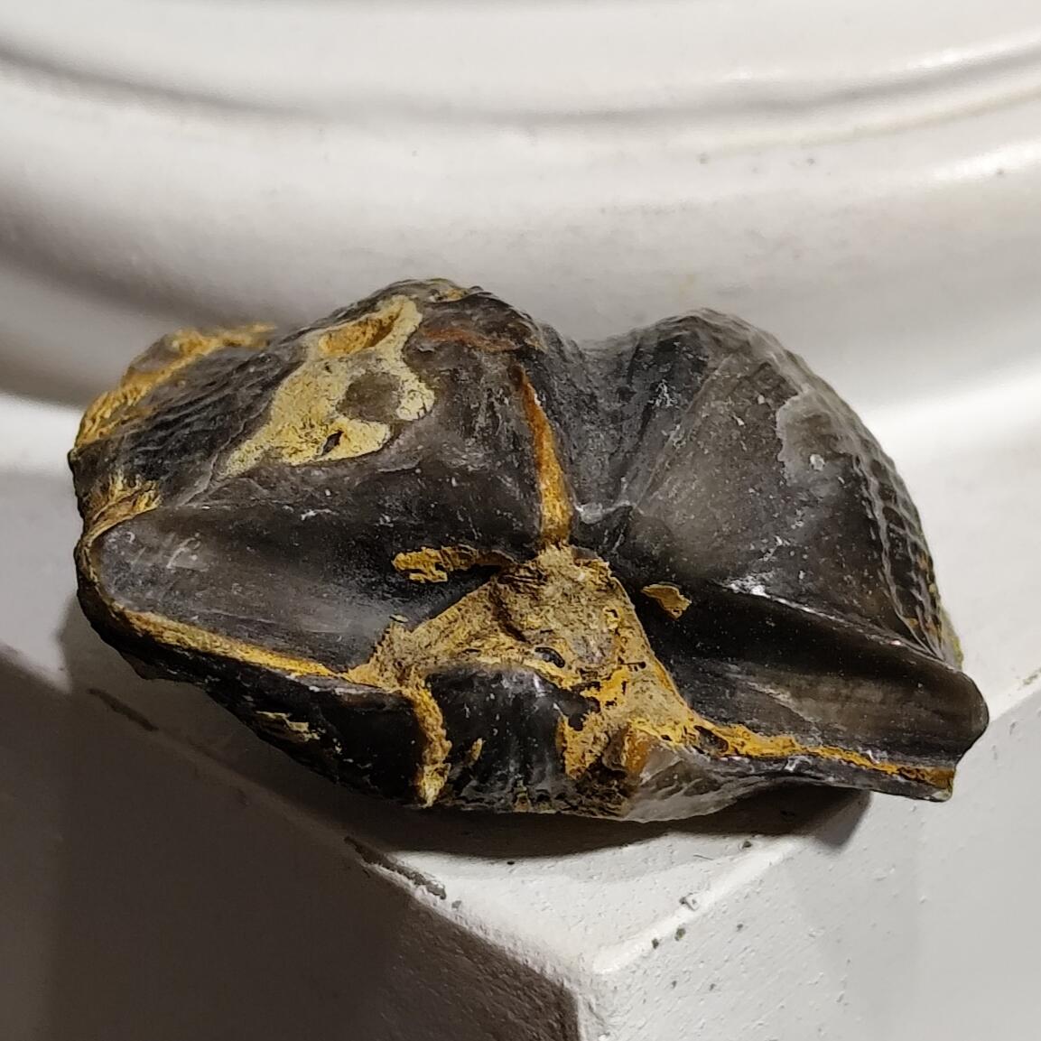 希腊罗马丝路打制币化石【中外钱币放漏】专场！陆小鱼的钱币仓，限时拍卖第078场 全玉化 距今四亿年前 泥盆纪时期的弓石燕贝化石 已经是灭绝的物种 造型独特 像一把弓和燕子的翅膀 10.5g