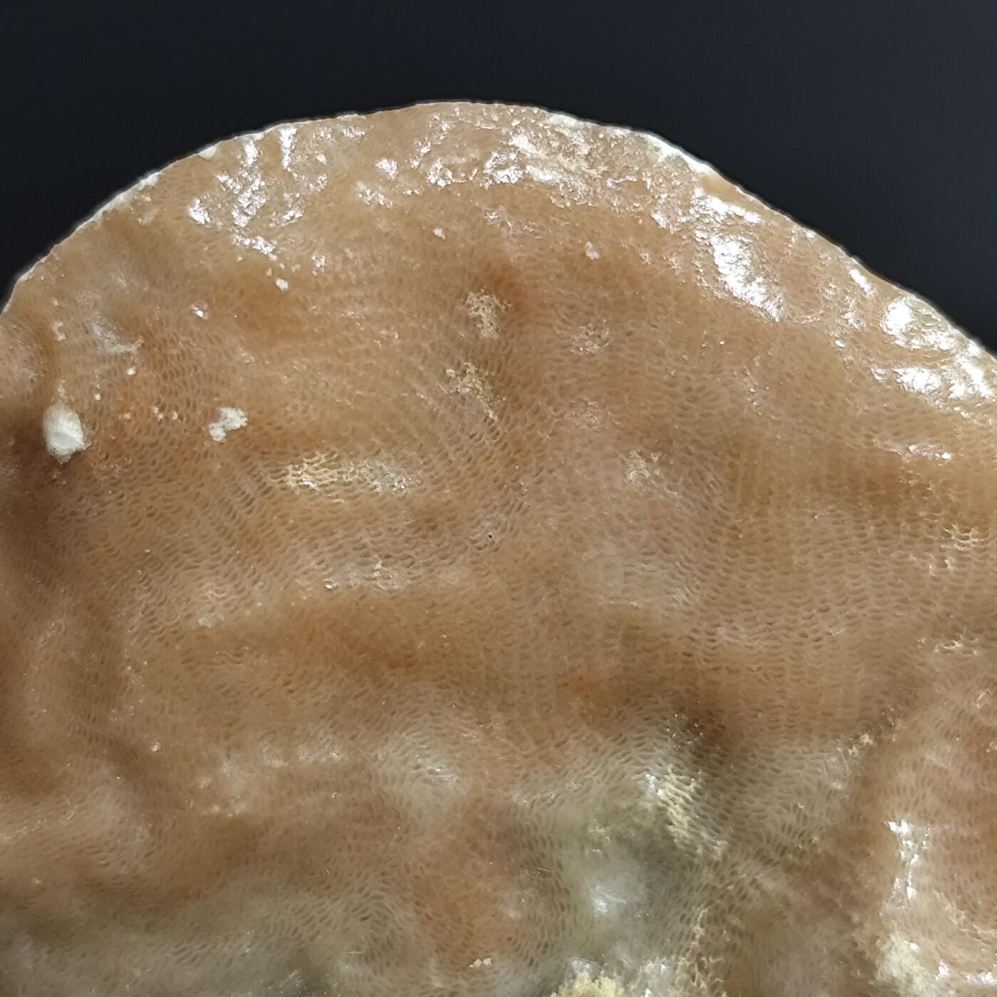希腊罗马丝路打制币化石【中外钱币放漏】专场！陆小鱼的钱币仓，限时拍卖第078场 4.5亿年前奥陶纪时期 化石132g