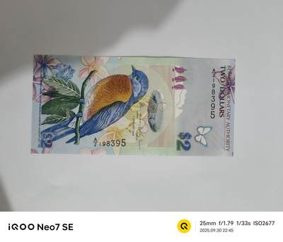 百慕大小鸟 - 百慕大小鸟