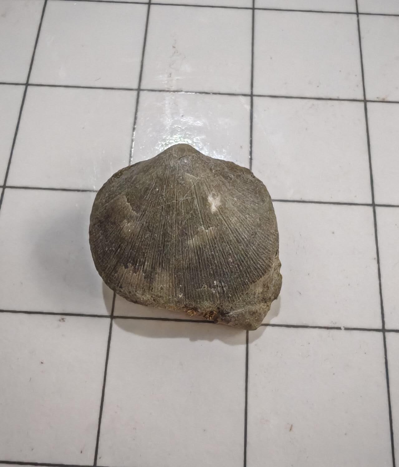 乱七八糟，0元起一元一手，处理 贝壳化石，纹路清晰