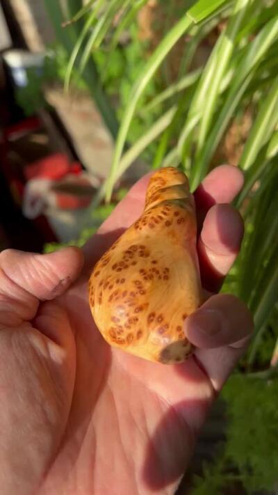 零元拍：崖柏瘤花随型手把件，十年前的存货了，油性极大。因为没有盘玩过，里面的油脂都渗出来了，收到后切记一定戴手套盘玩