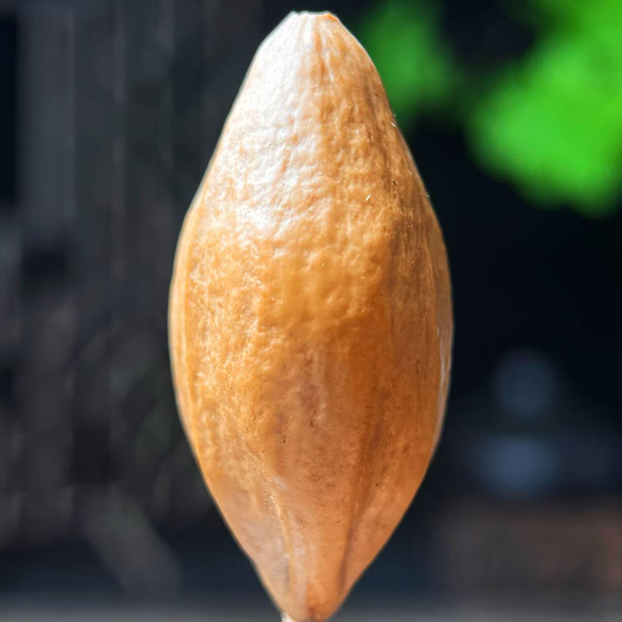 听雨轩核雕 竹木器专场（2） 橄榄核雕 2.0胡太爷 单粒