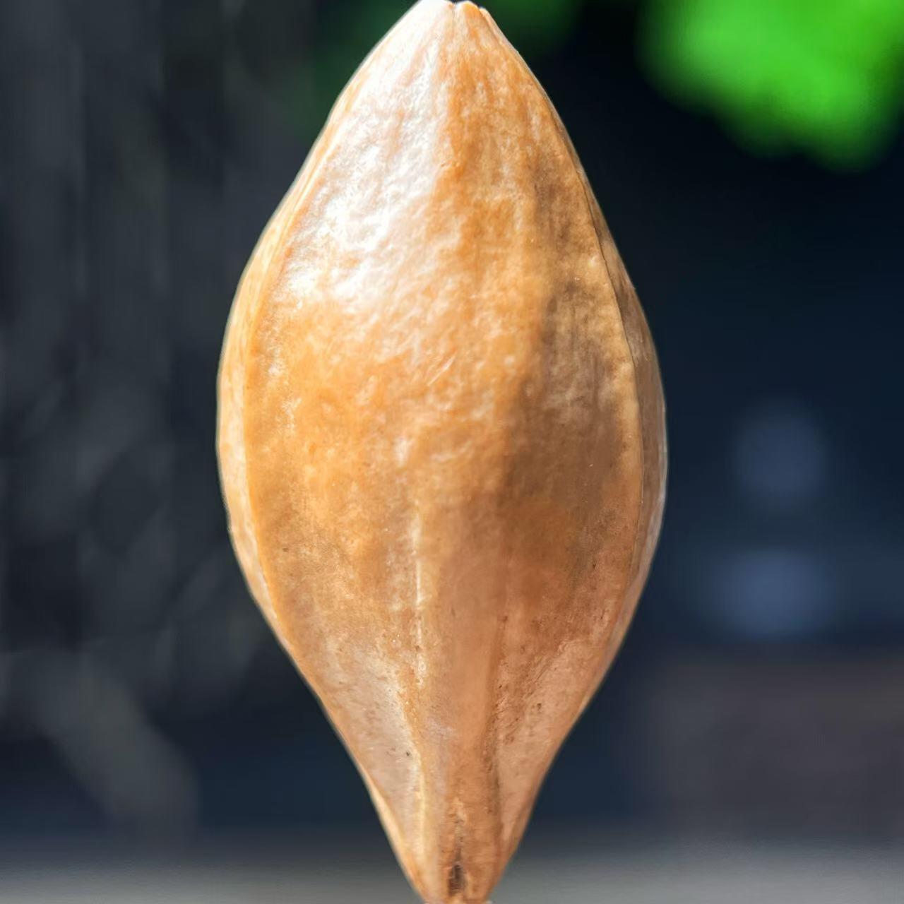 听雨轩核雕 竹木器专场（2） 橄榄核雕 2.0胡太奶 单粒