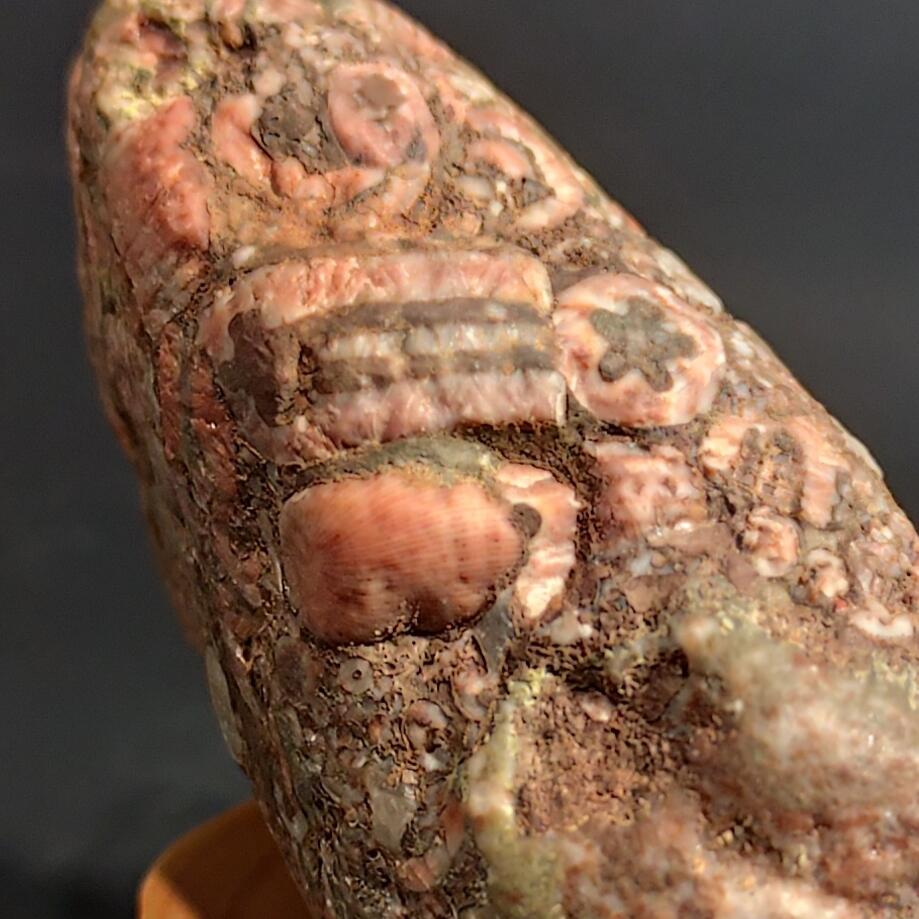 希腊罗马丝路打制币化石【中外钱币放漏】专场！陆小鱼的钱币仓，限时拍卖第080场 4.5亿年前海洋生物化石大集合多宝原石 海百合/太阳花单体/蜂巢珊瑚等多种生物化石 少见180g