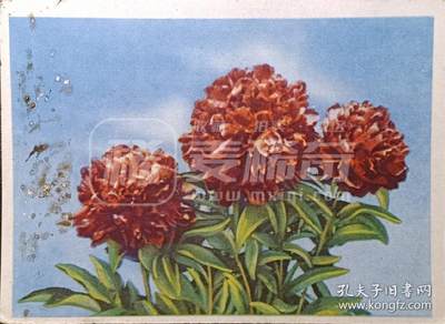 嘉禾收藏    【第346期】            无佣金、可寄存、满30元包邮 - 苏联明信片，1957年牡丹花彩色明信片