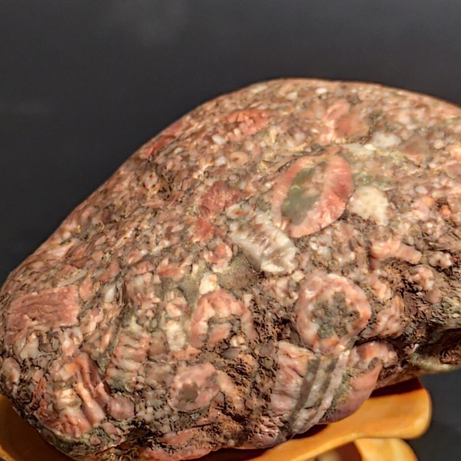 希腊罗马丝路打制币化石【中外钱币放漏】专场！陆小鱼的钱币仓，限时拍卖第080场 4.5亿年前海洋生物化石大集合多宝原石 海百合/太阳花单体/蜂巢珊瑚等多种生物化石 少见180g