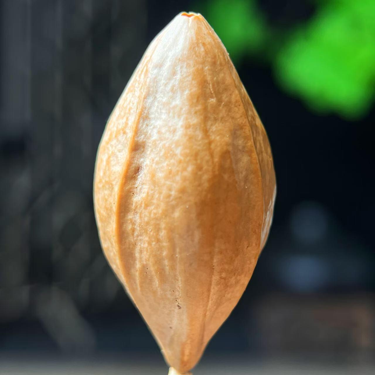 听雨轩核雕 竹木器专场（2） 橄榄核雕 2.0美猴王 单粒