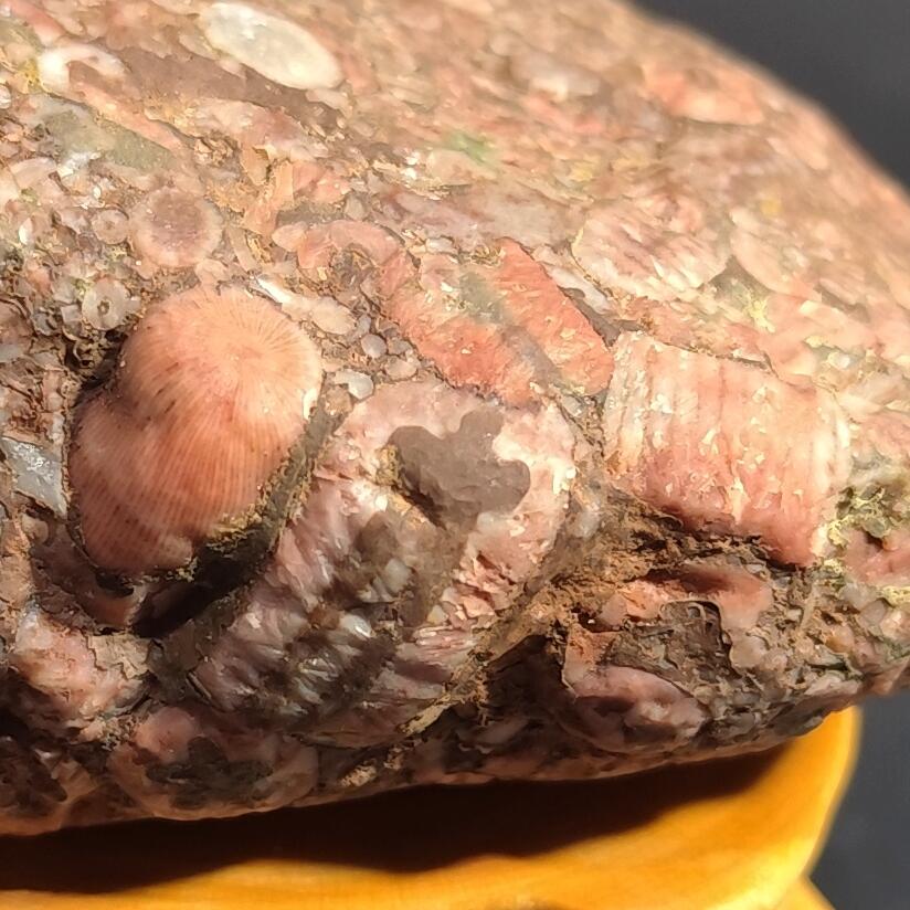 希腊罗马丝路打制币化石【中外钱币放漏】专场！陆小鱼的钱币仓，限时拍卖第080场 4.5亿年前海洋生物化石大集合多宝原石 海百合/太阳花单体/蜂巢珊瑚等多种生物化石 少见180g