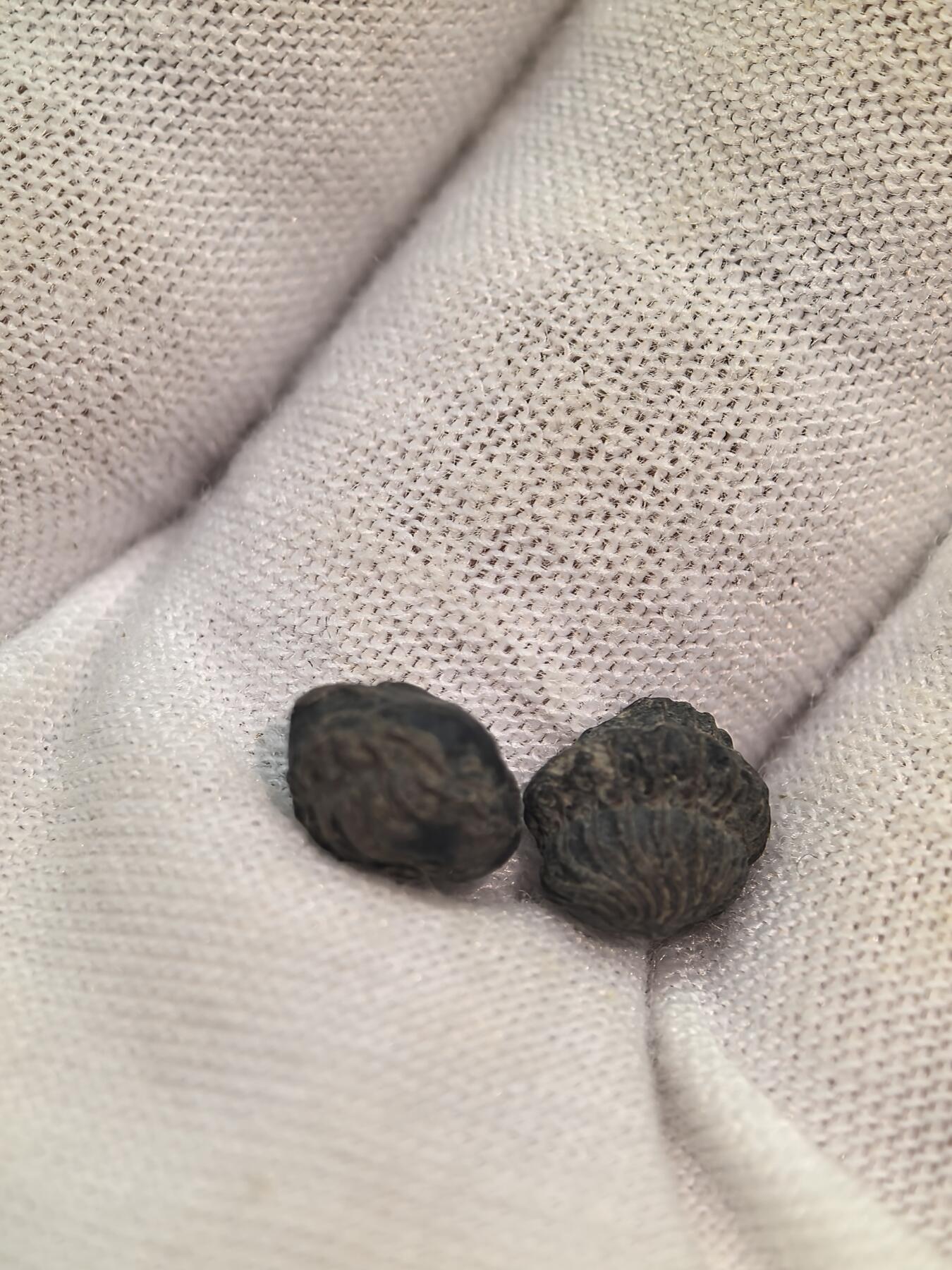 化石收藏001 小尺寸三叶虫球两颗