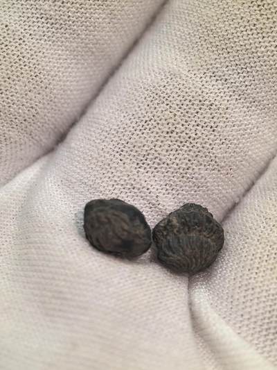 化石收藏001 - 小尺寸三叶虫球两颗