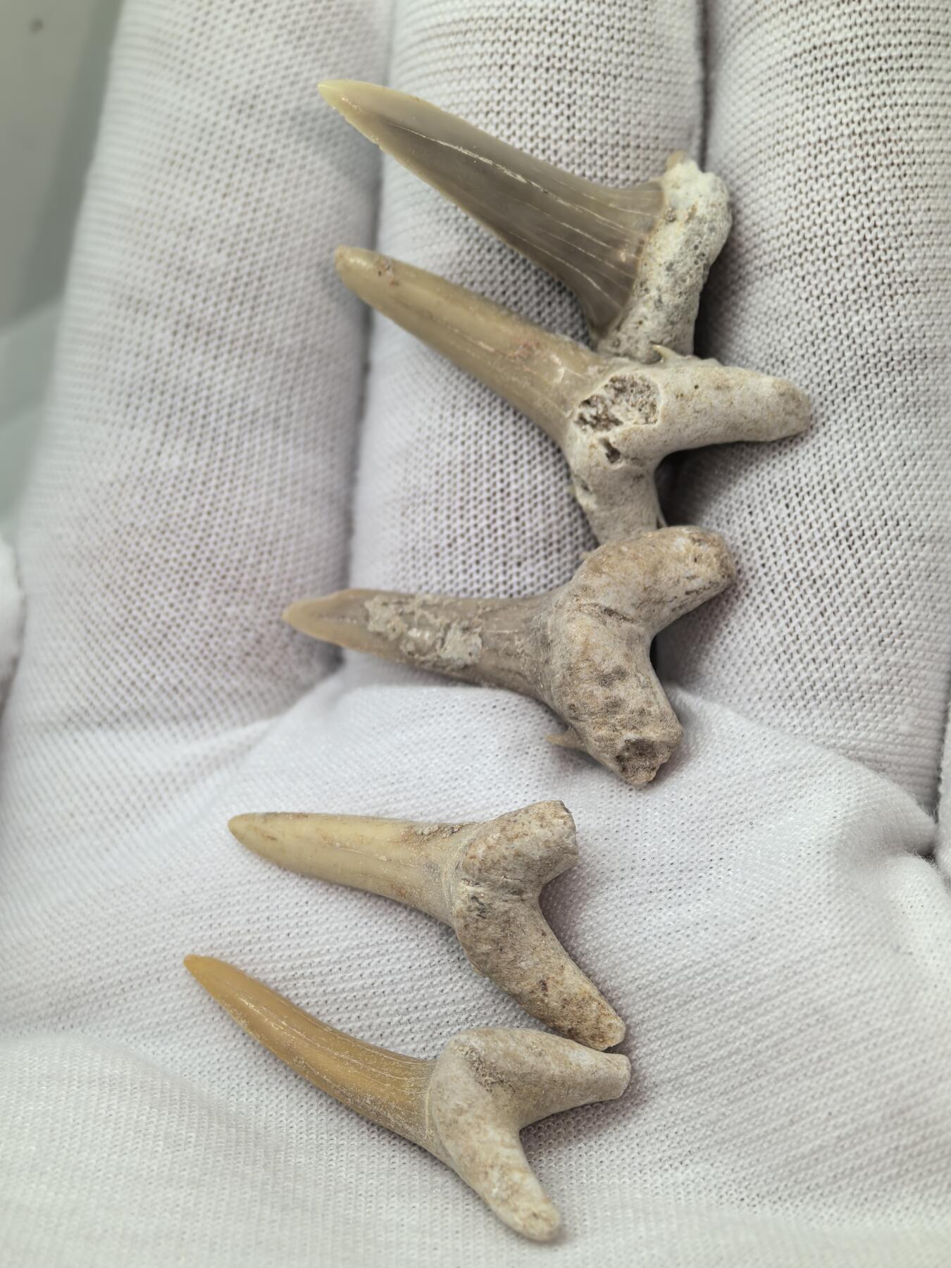 化石收藏001 鲨鱼🦈牙齿5颗
