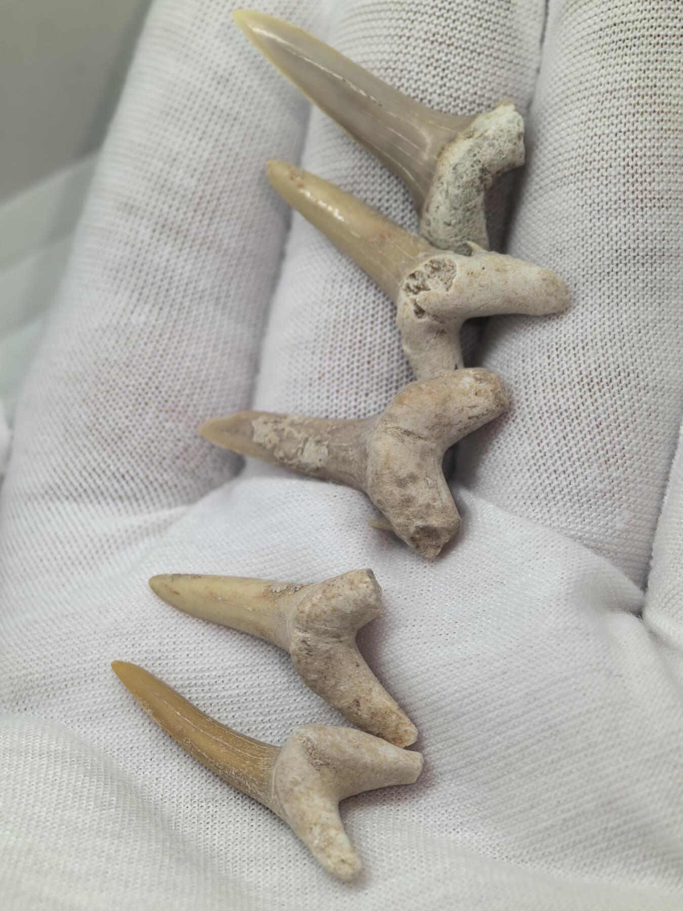 化石收藏001 鲨鱼🦈牙齿5颗