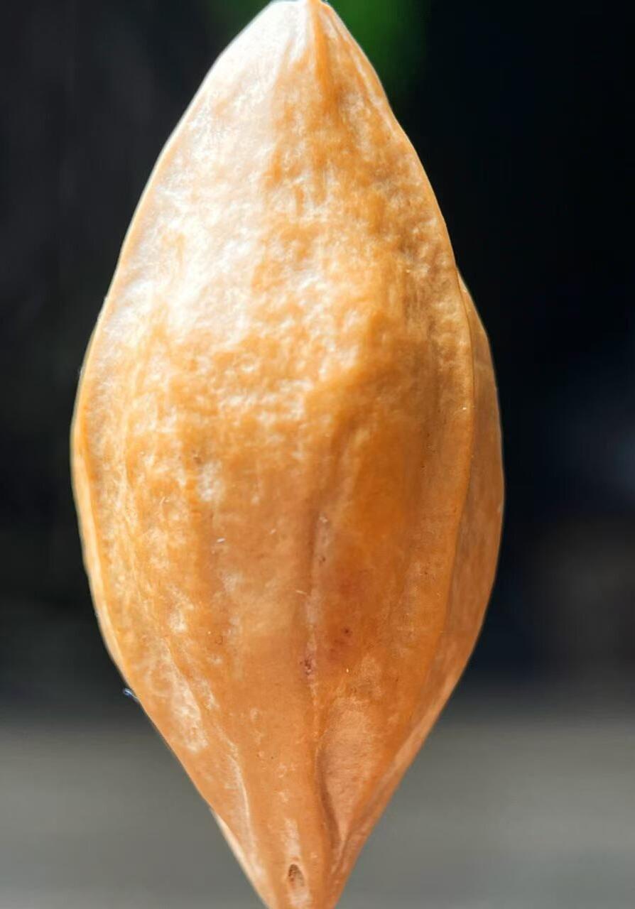 听雨轩（21） 橄榄核雕 2.0百子福袋弥勒 单粒2.0*3.8