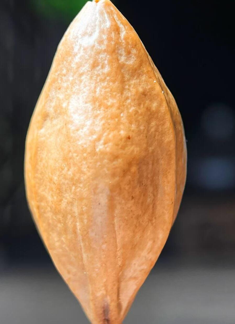 听雨轩（2）竹木核雕专场 橄榄核雕 2.0马上有财 单粒