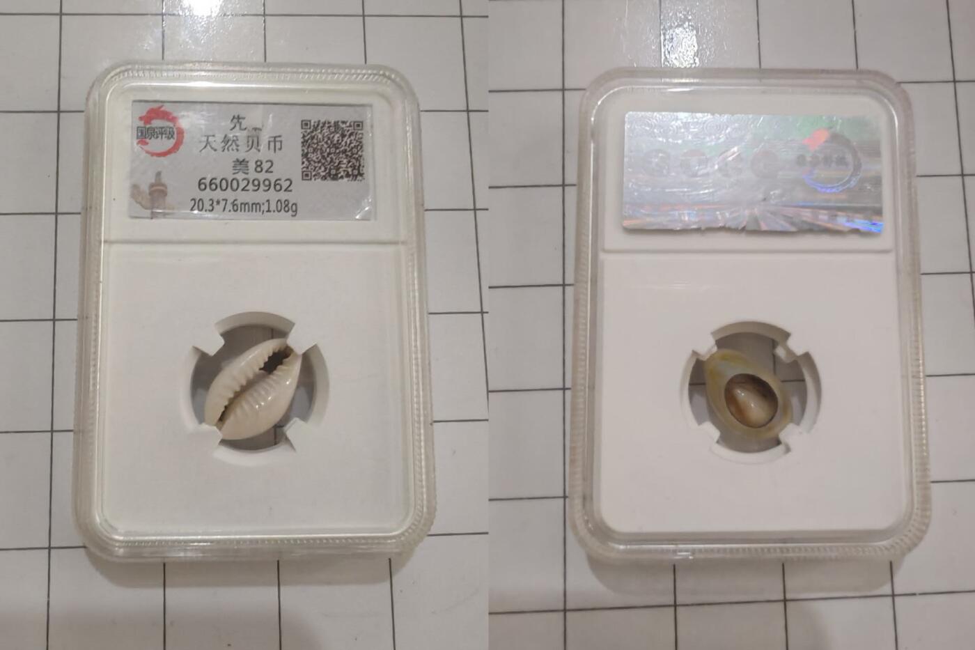 乱七八糟处理 天然贝类（假的，现代的）