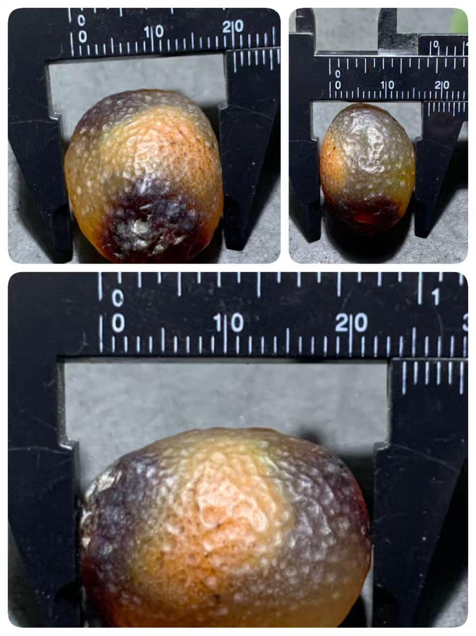 精美天然戈壁阿拉善麻皮酒红色俏色糖心大珠子一个，