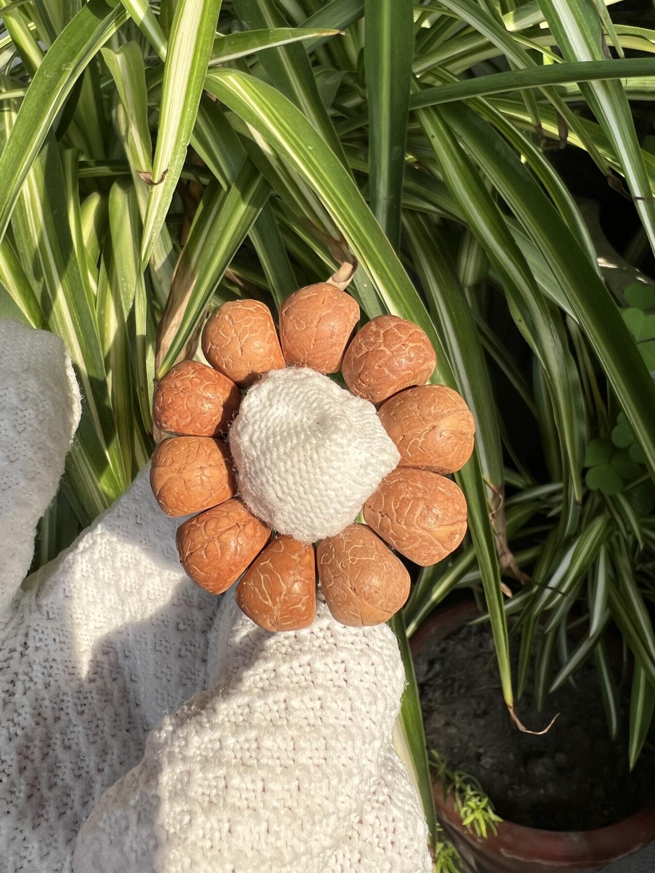 零元拍：凤眼菩提 厚切小手捻 12.5