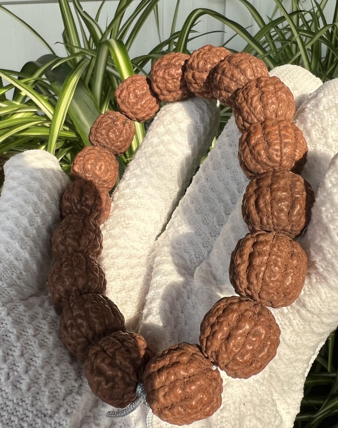 零元拍：碧根果 纯原生态金刚手持 17/18 超肉头 上手就红