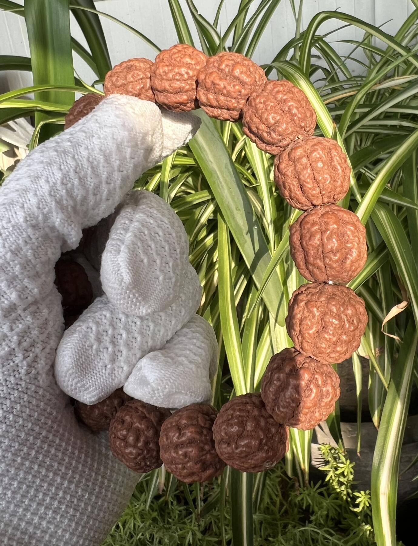 零元拍：碧根果 纯原生态金刚手持 17/18 超肉头 上手就红