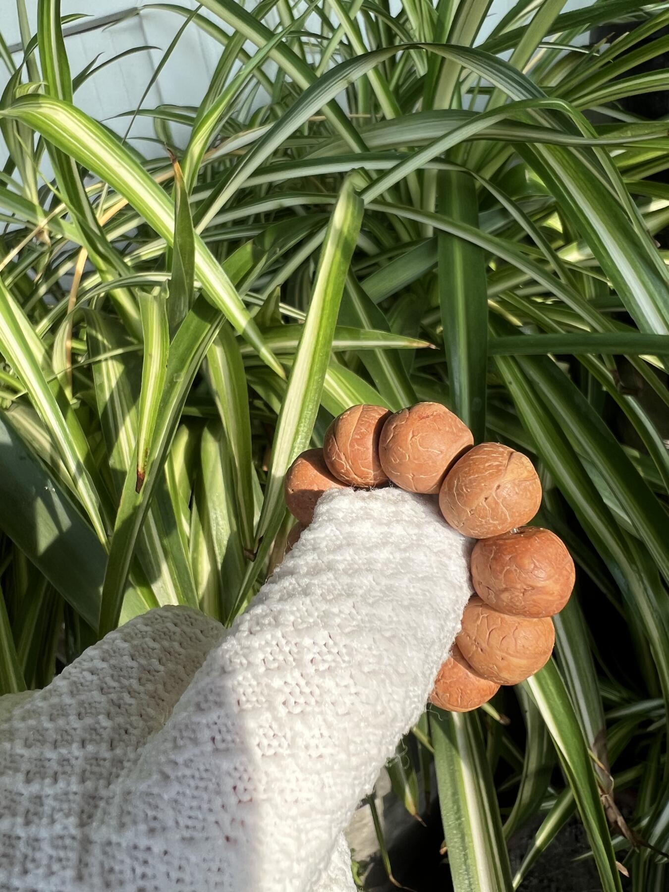 零元拍：凤眼菩提 厚切小手捻 12.5