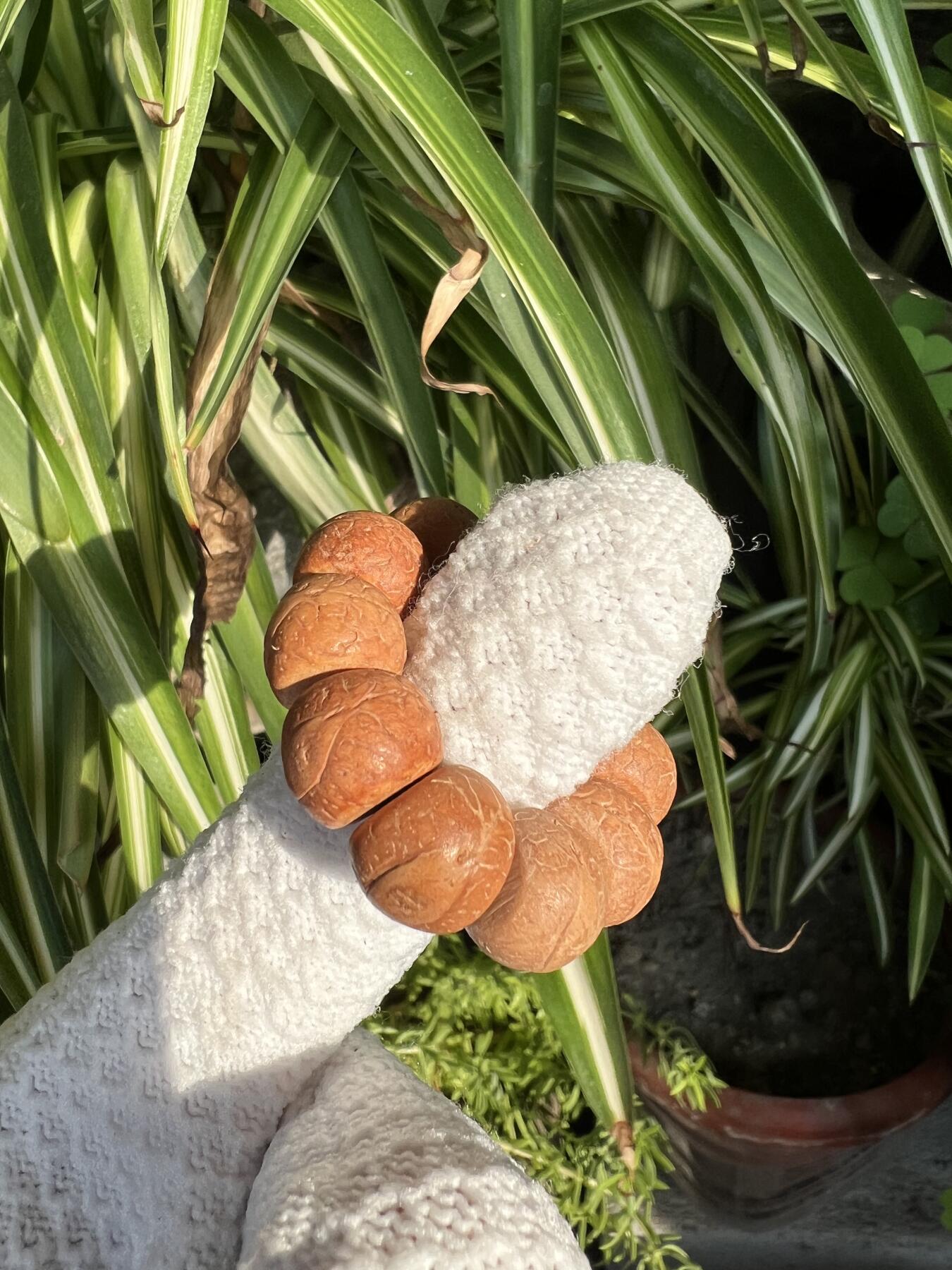 零元拍：凤眼菩提 厚切小手捻 12.5