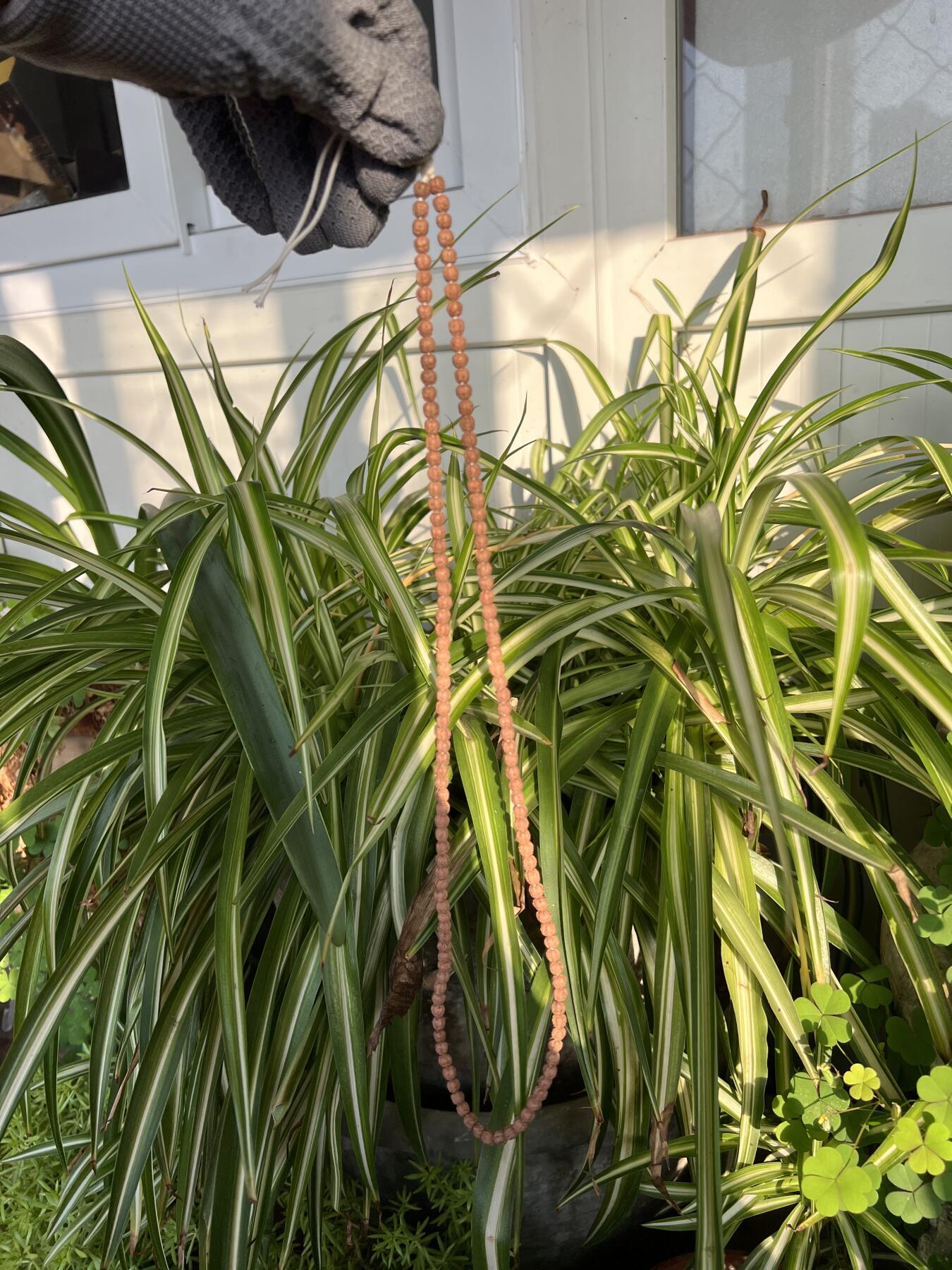 零元拍：NO.8 五爪金龙小佛手长串5MM左右，非常容易变红，坊间人称三日红，很容易有盘玩成就感。图8是我自己盘玩效果