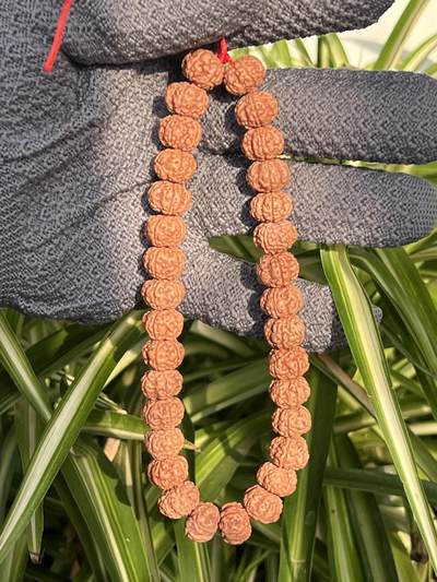 零元拍：NO.10 原生态矮桩花王金刚菩提手持，12/8.5  - 零元拍：NO.10 原生态矮桩花王金刚菩提手持，12/8.5 