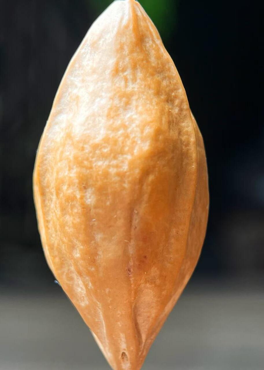 听雨轩（二十）竹雕 核雕专场 橄榄核雕 2.0金蟾一心向佛  单粒