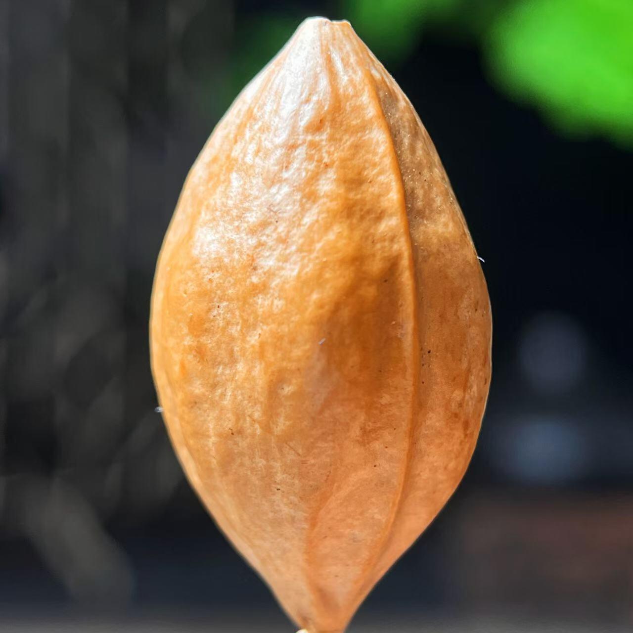 听雨轩（二十）竹雕 核雕专场 美女核雕 2.0