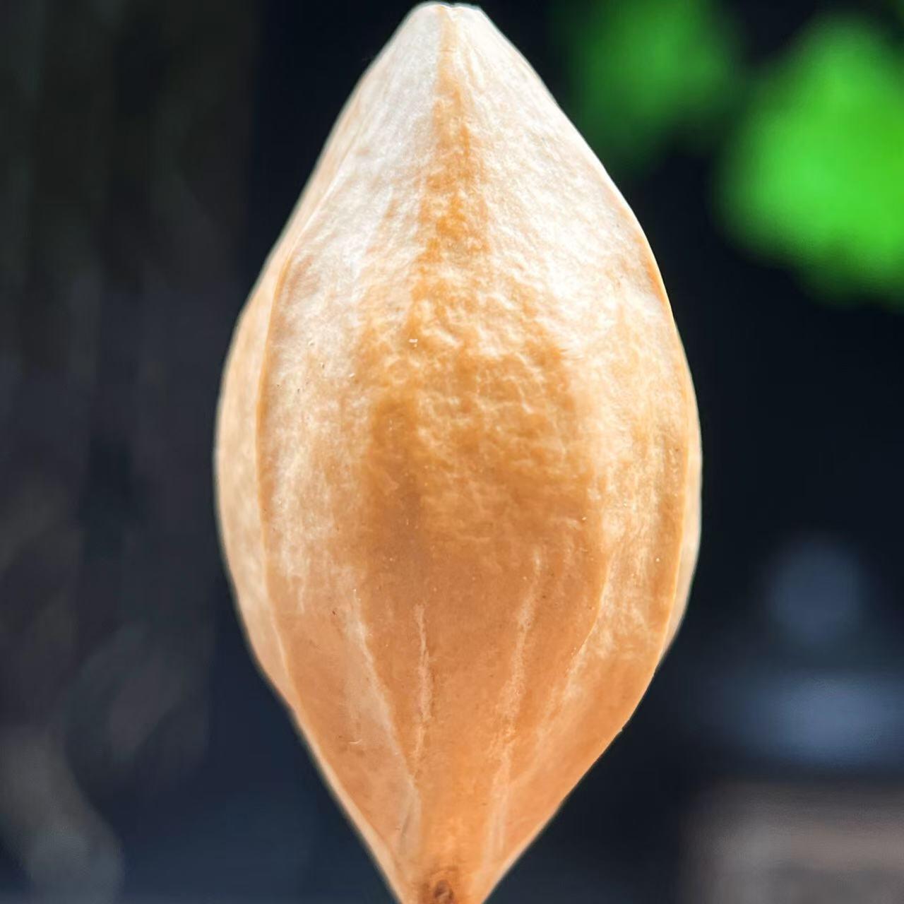 听雨轩（二十）竹雕 核雕专场 橄榄核雕 2.0钟馗(招财进宝) 单粒