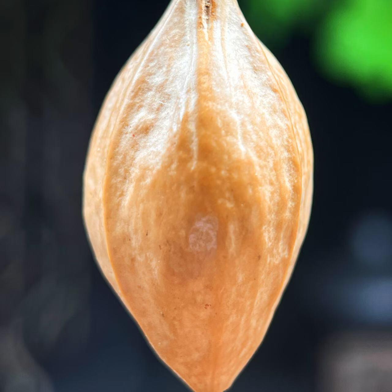 听雨轩（二十）竹雕 核雕专场 橄榄核雕 2.0御龙钟馗 单粒