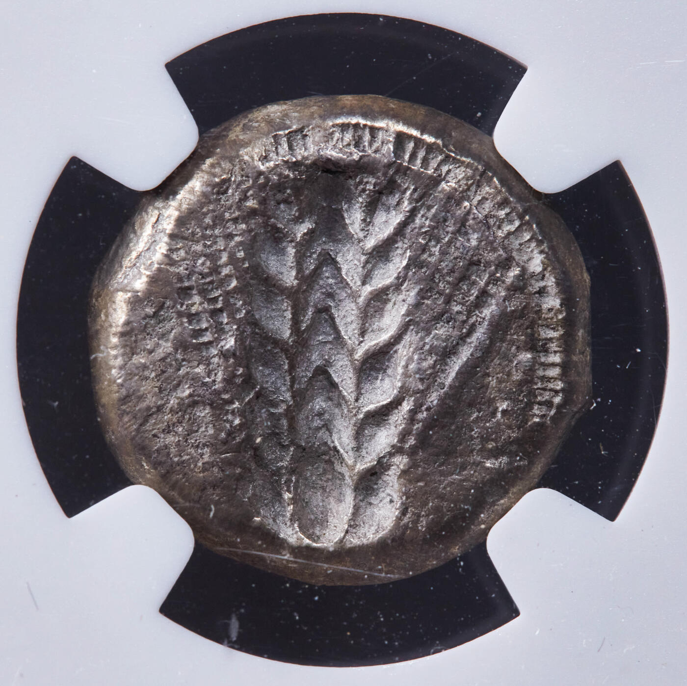 【俄甄集藏】2025年(044)11-12星期三晚 19:30 全场包邮 古希腊卢卡尼亚梅塔蓬城公元前470-前440年1斯塔特大麦公羊首穗银币，NGC ChVF，正面一株大麦穗，左侧币文为地名梅塔蓬城，右侧羊首，背面内凹大麦穗图案，打制周正，经典品种